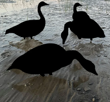 Appelant chasse à l'outarde