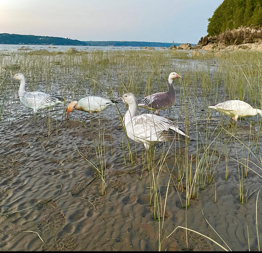 goose hunting decoys