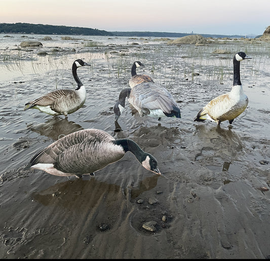 Bustard decoys