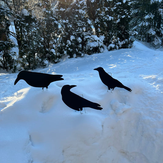 Decoys for crows