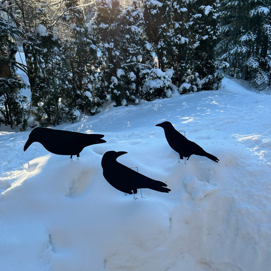 Decoys for crows