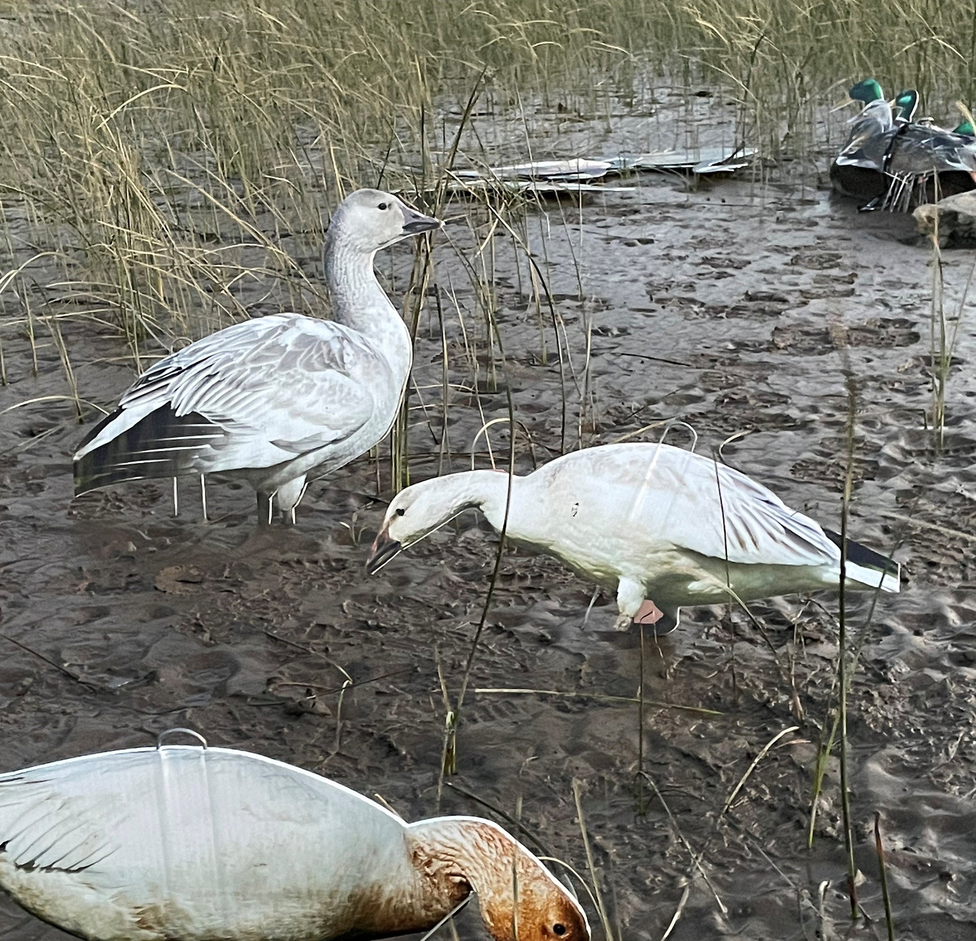 2d goose decoys made in Quebec