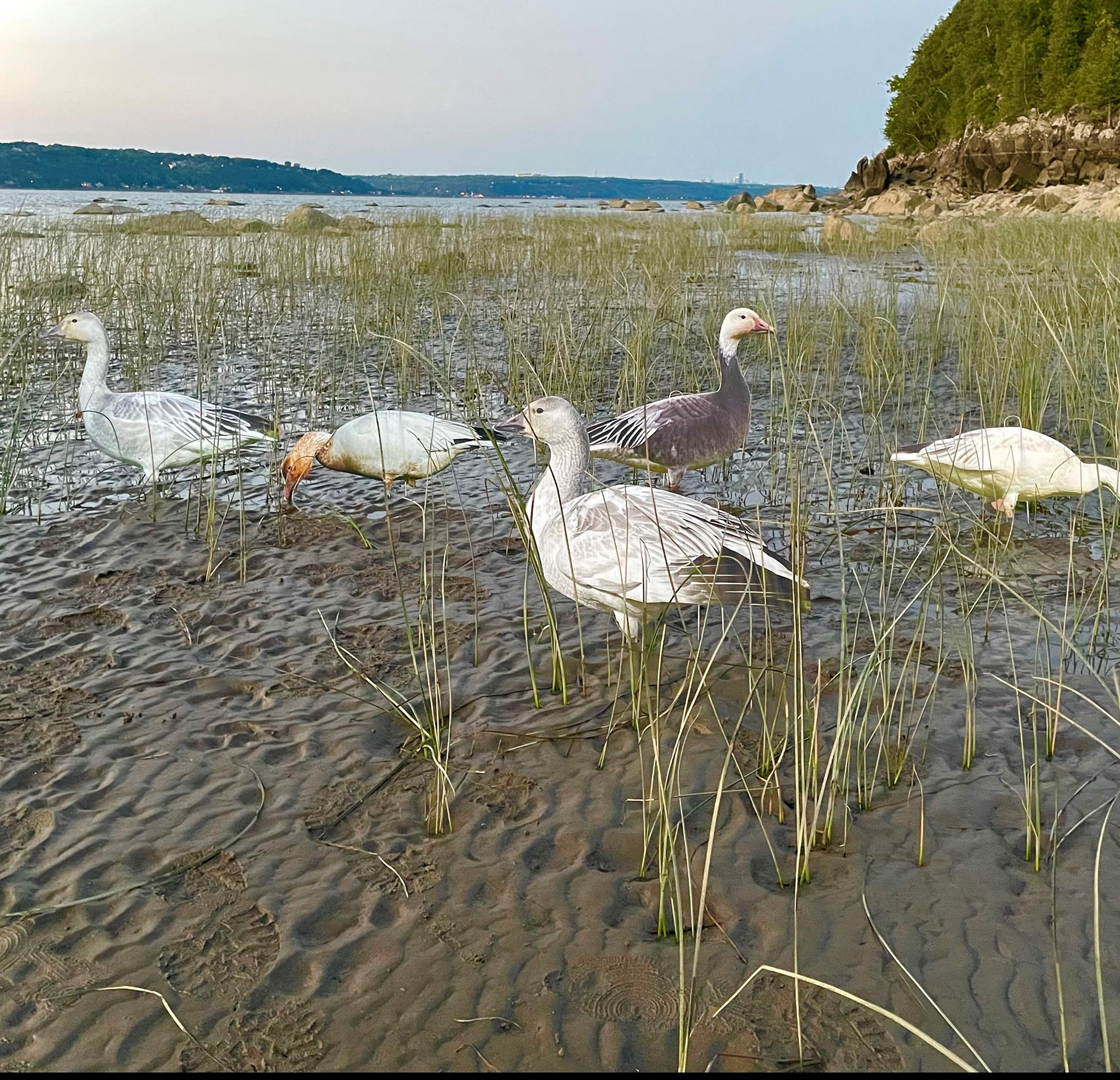 goose hunting lures made in Quebec