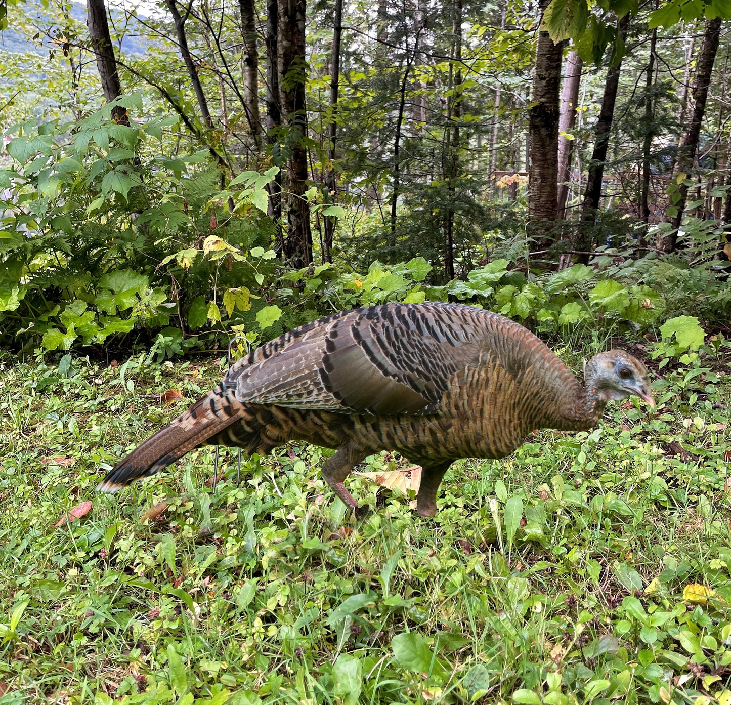 turkey hunting Quebec