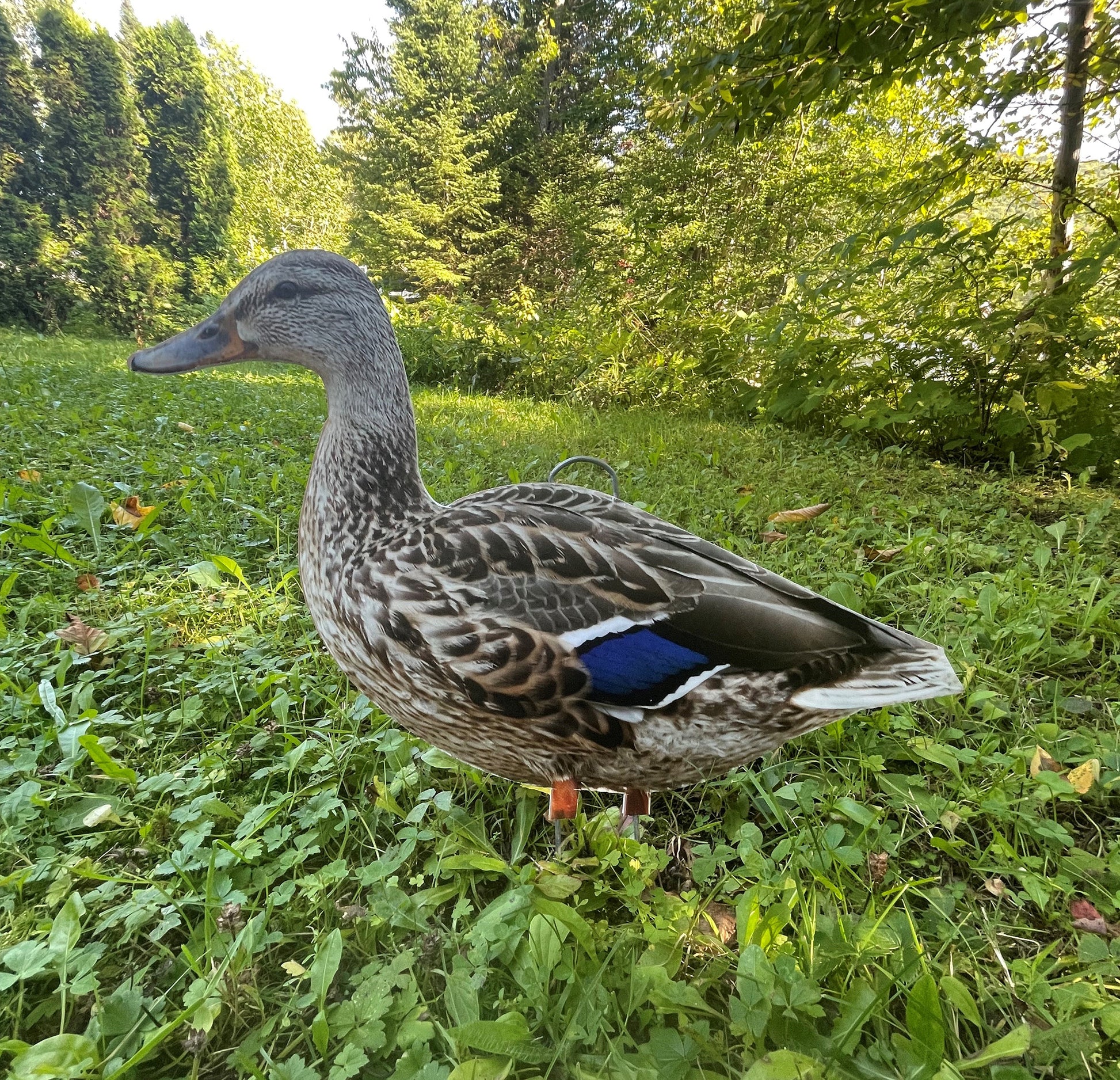 Appelants chasse aux canards