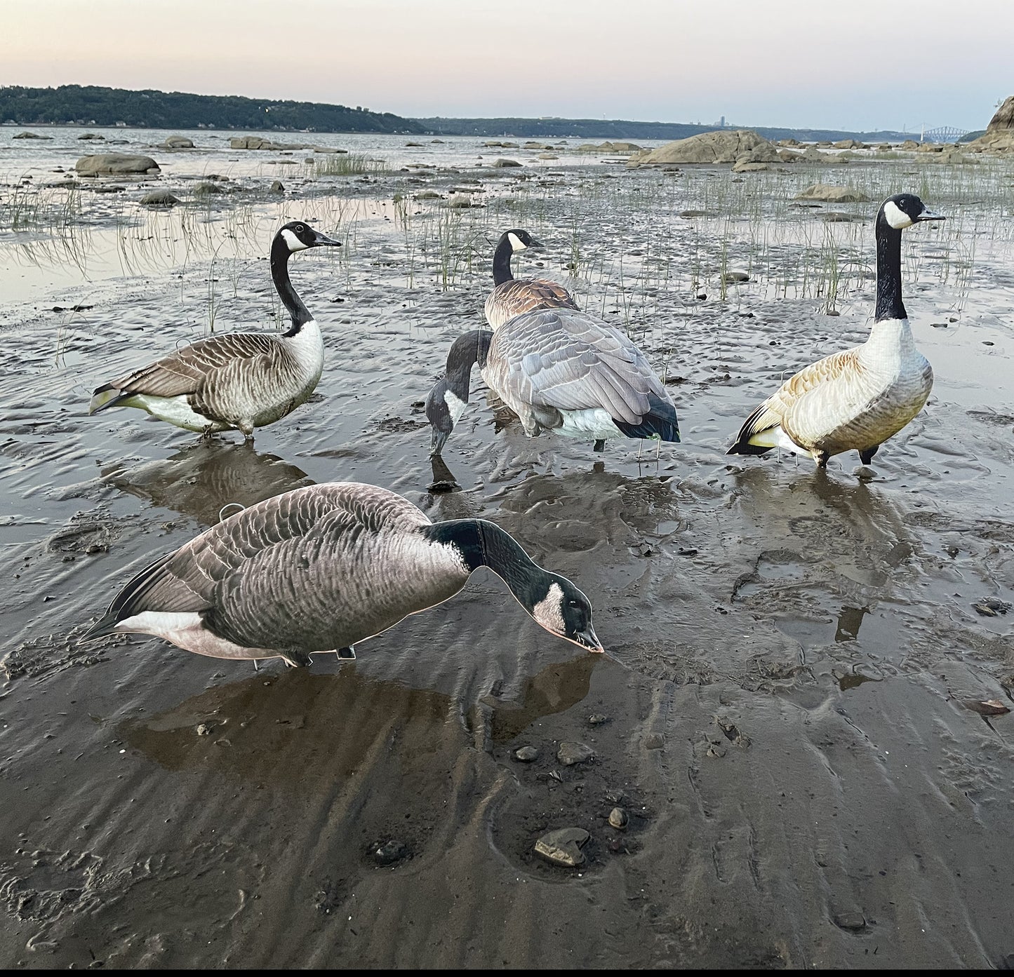 Appelants outardes