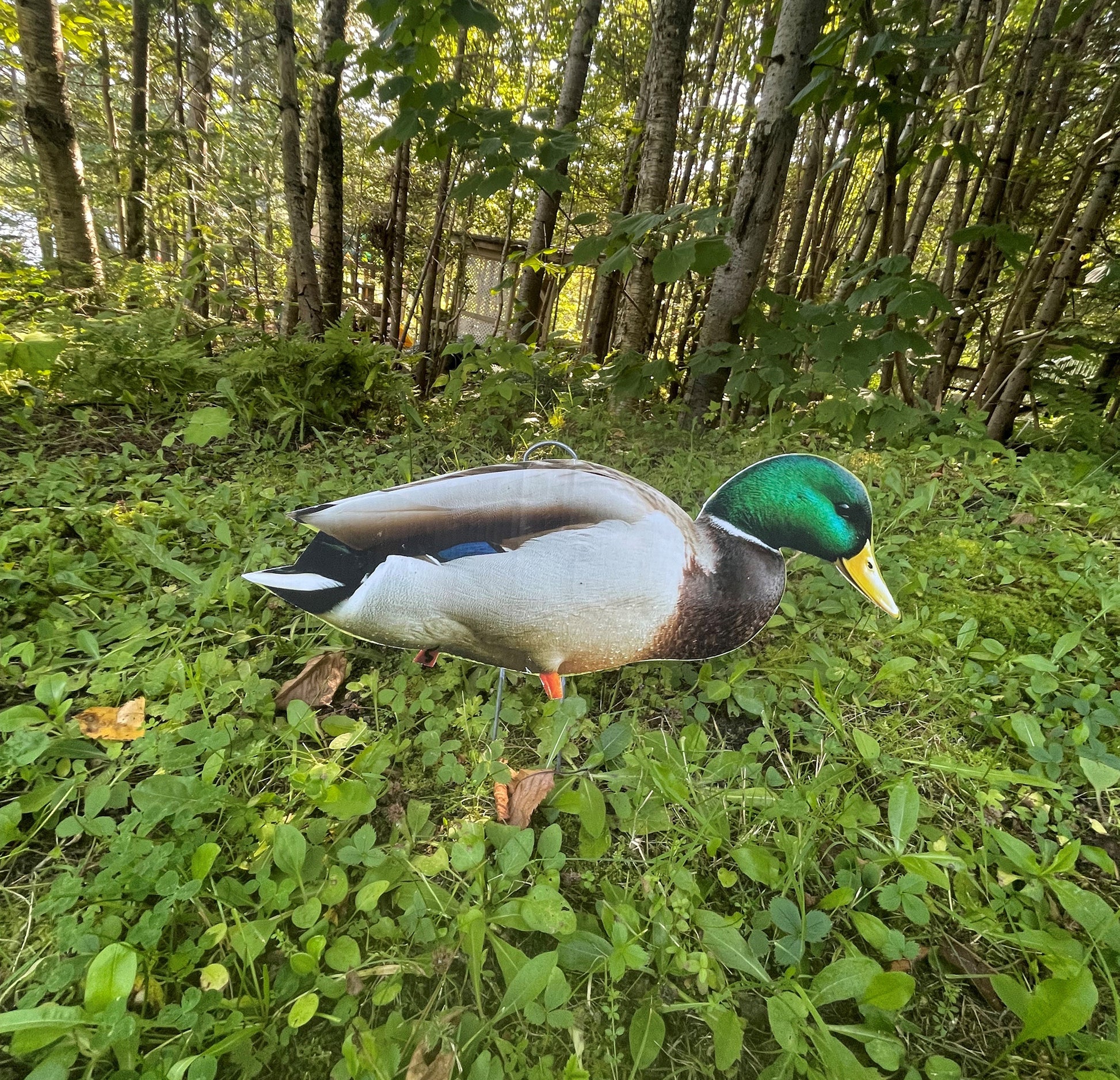 Appelant chasse au canard