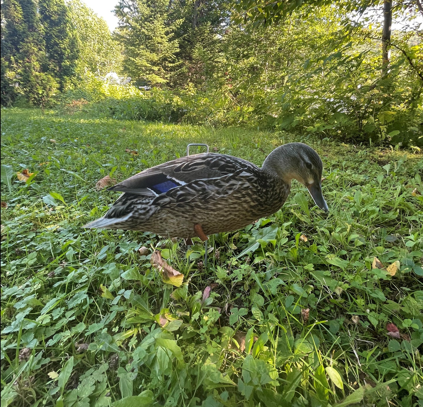 Decoy chasse aux canards