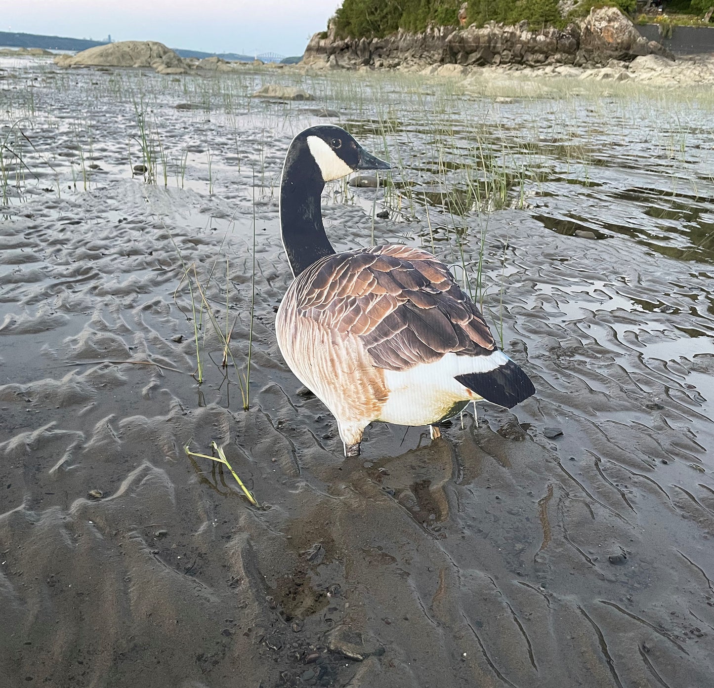 Decoys outardes