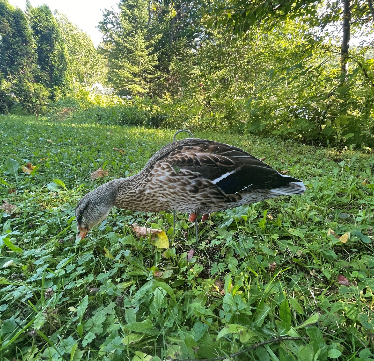 Accessoires Chasse aux canards