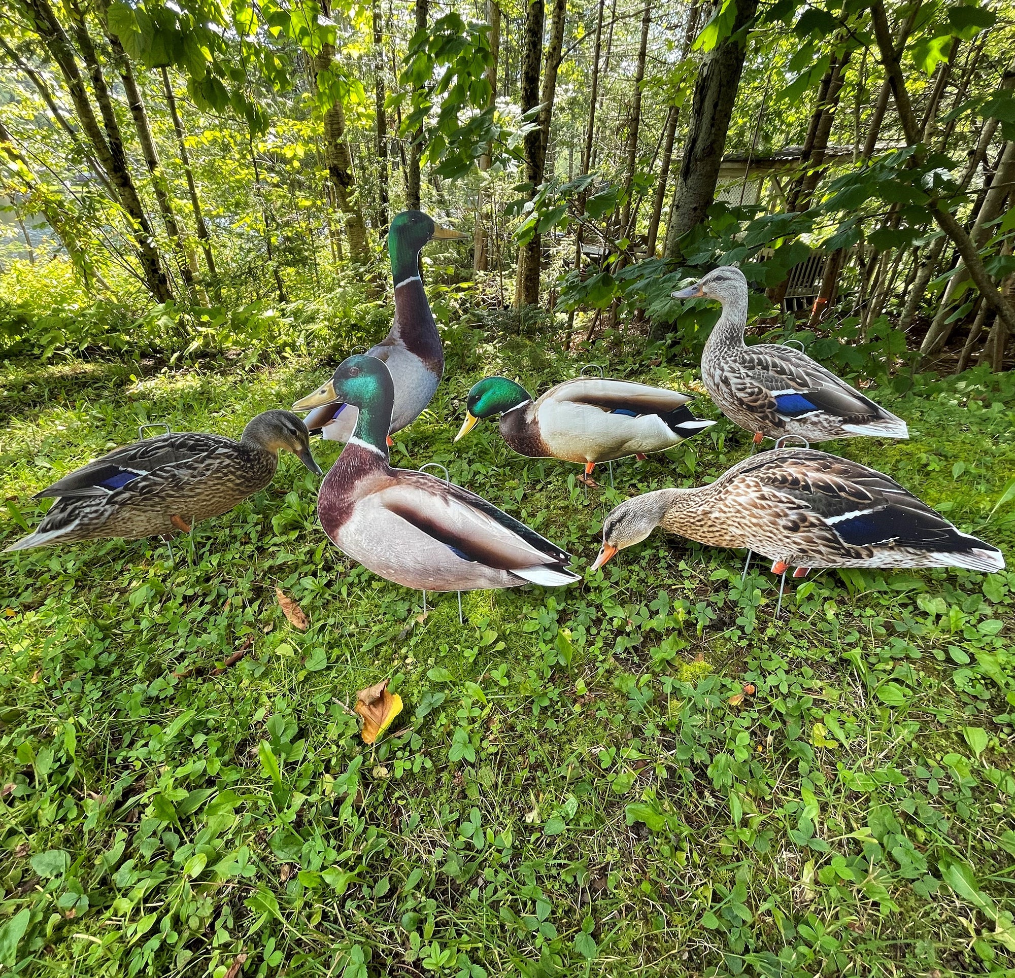 ENSEMBLE DE 12 CANARDS 2D (DECOYS) / Impression couleur recto verso ...
