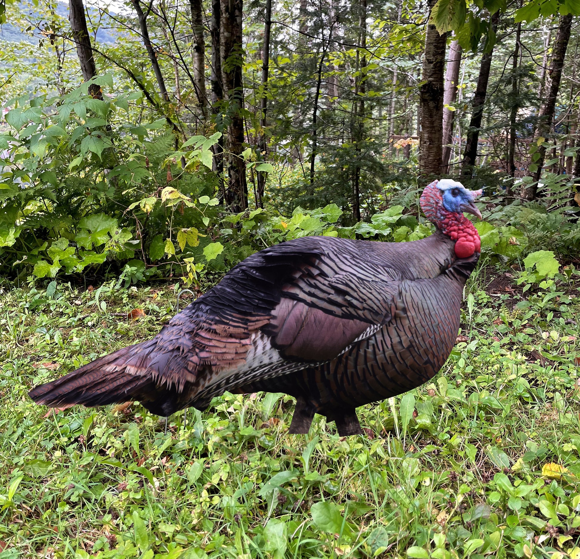 Turkey decoy