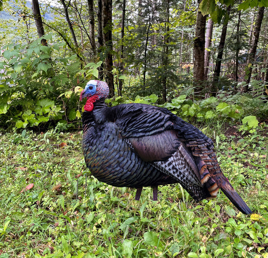 Leurre chasse au dindon