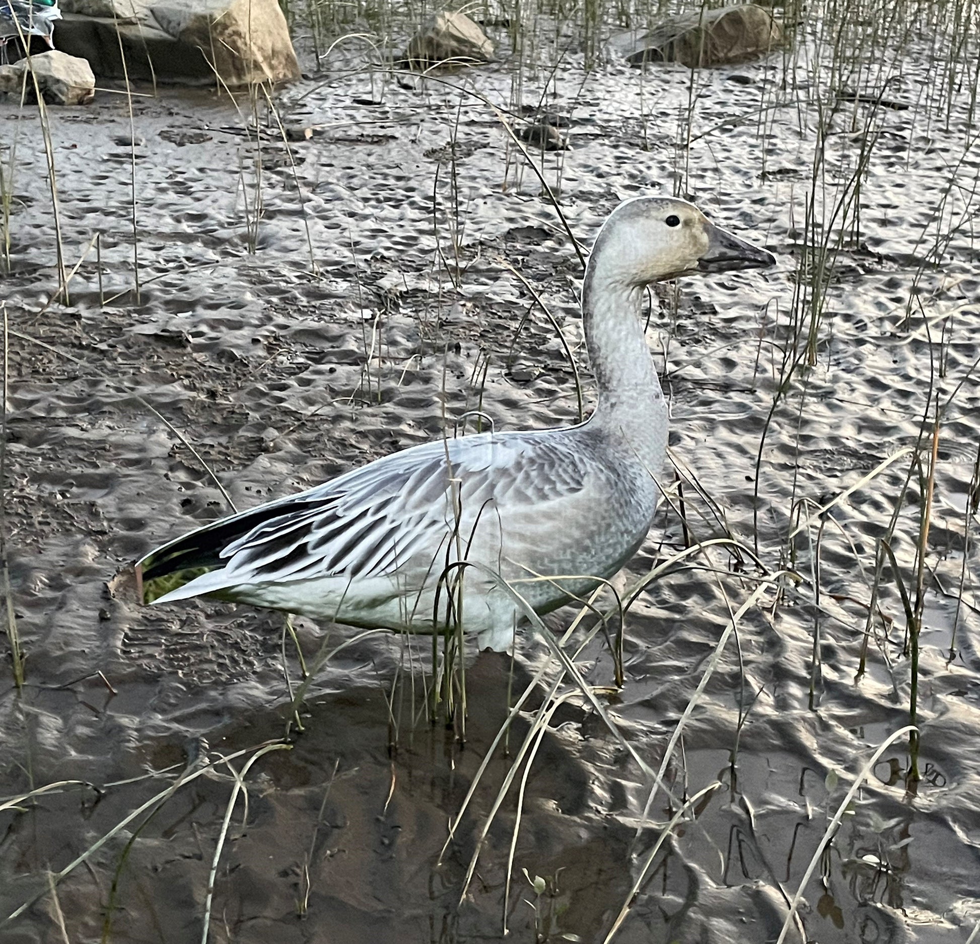 Decoys chasse à l'oie