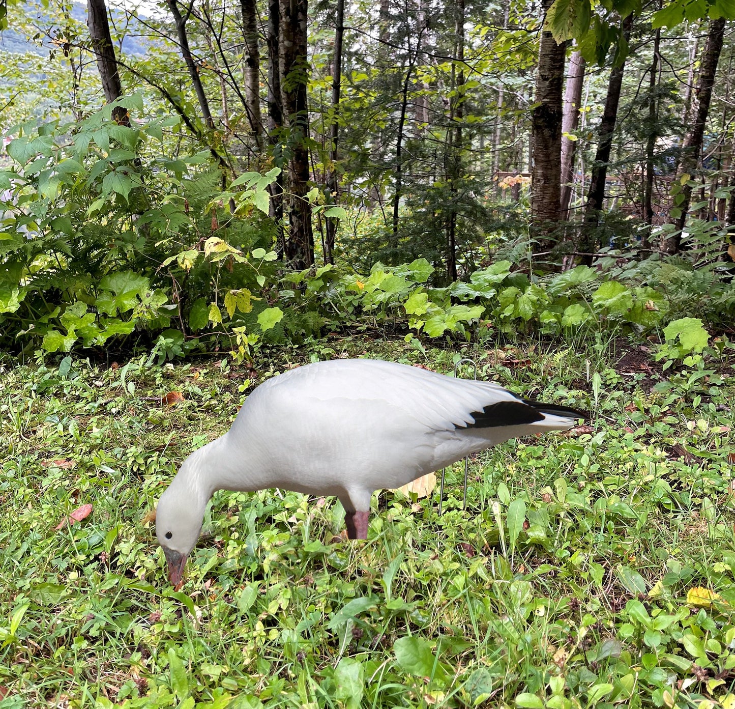 Goose lures made in Quebec