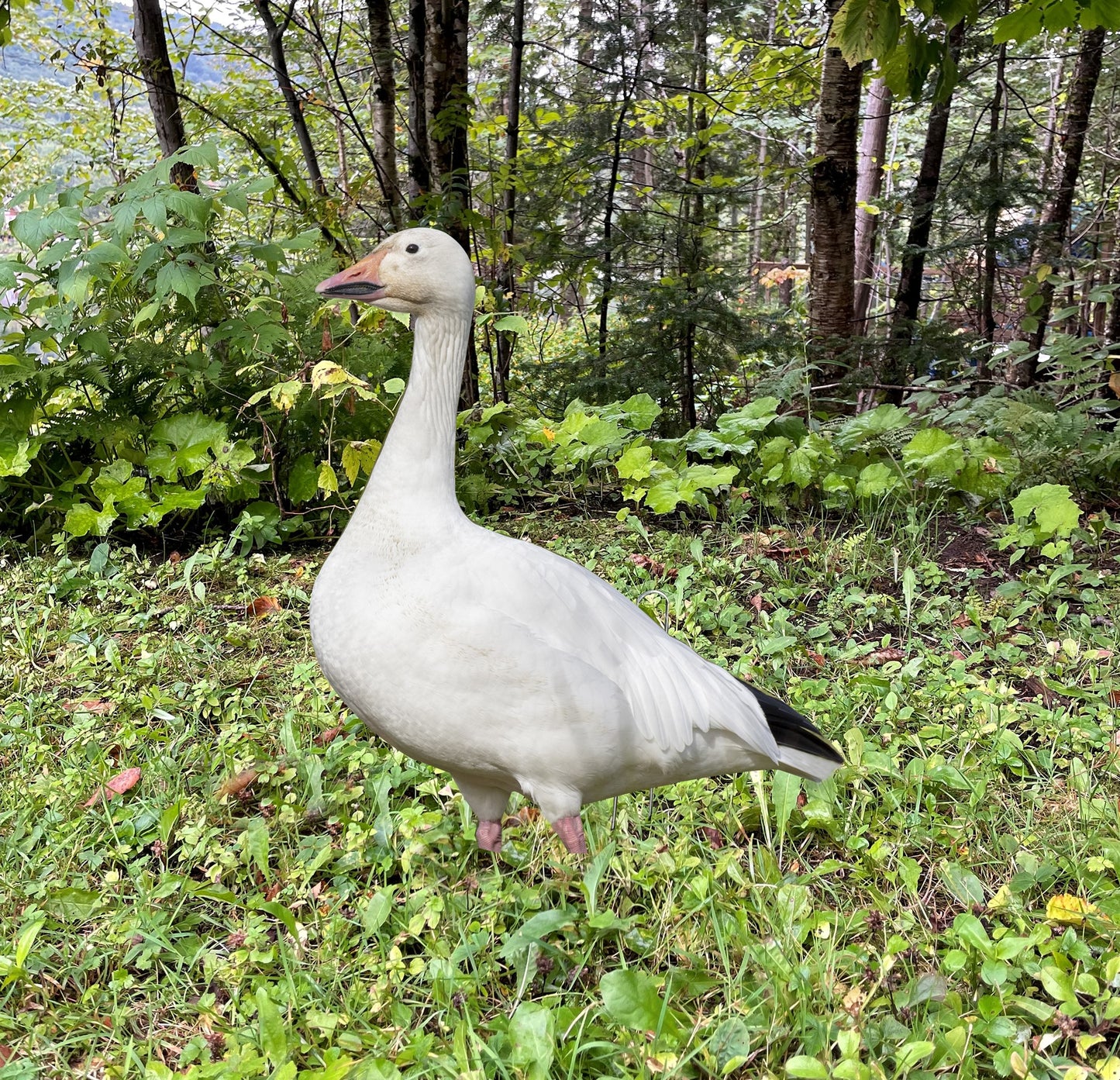 2D goose decoy lot