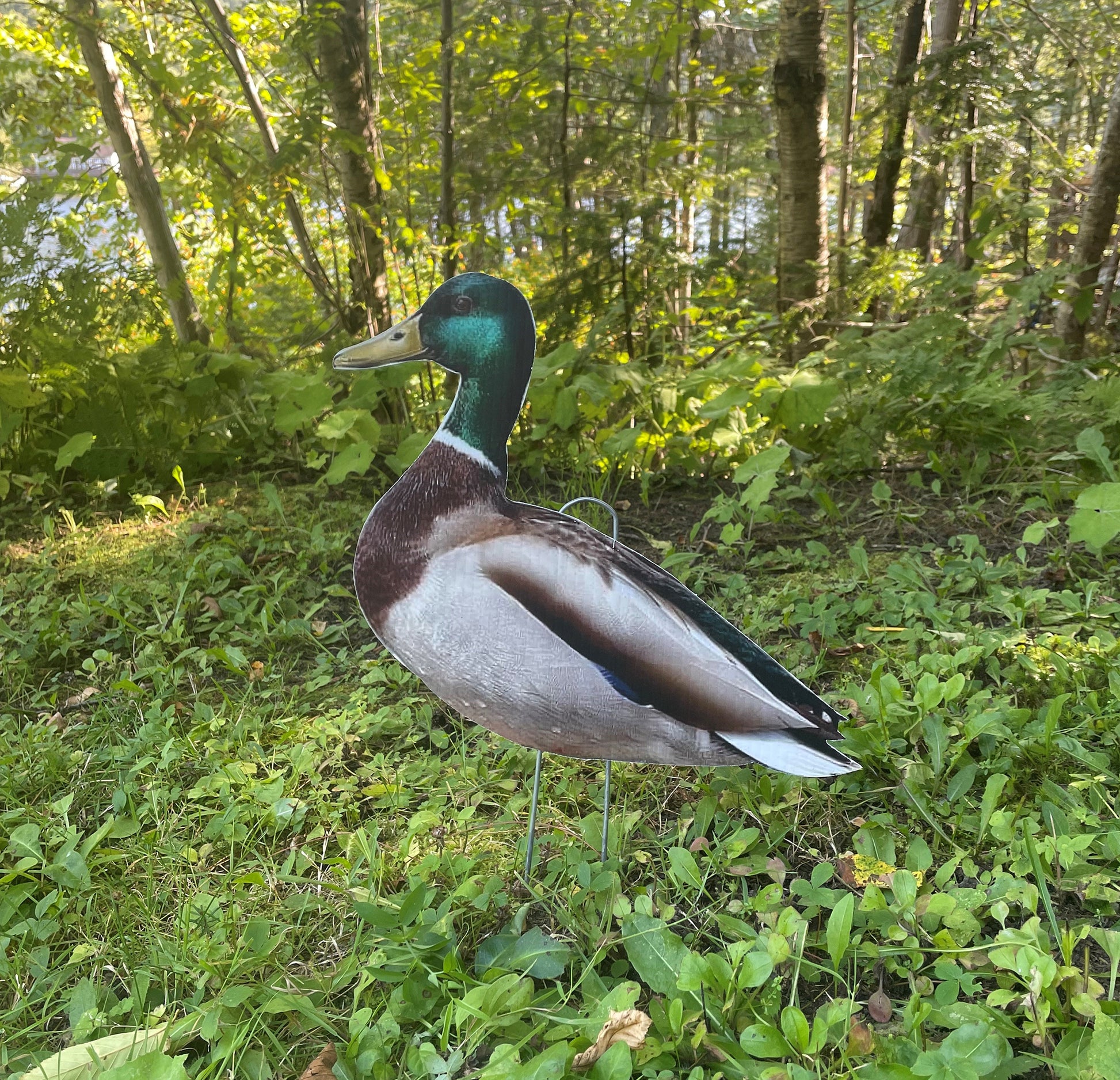 chasse aux canards - Passion chasse et pêche