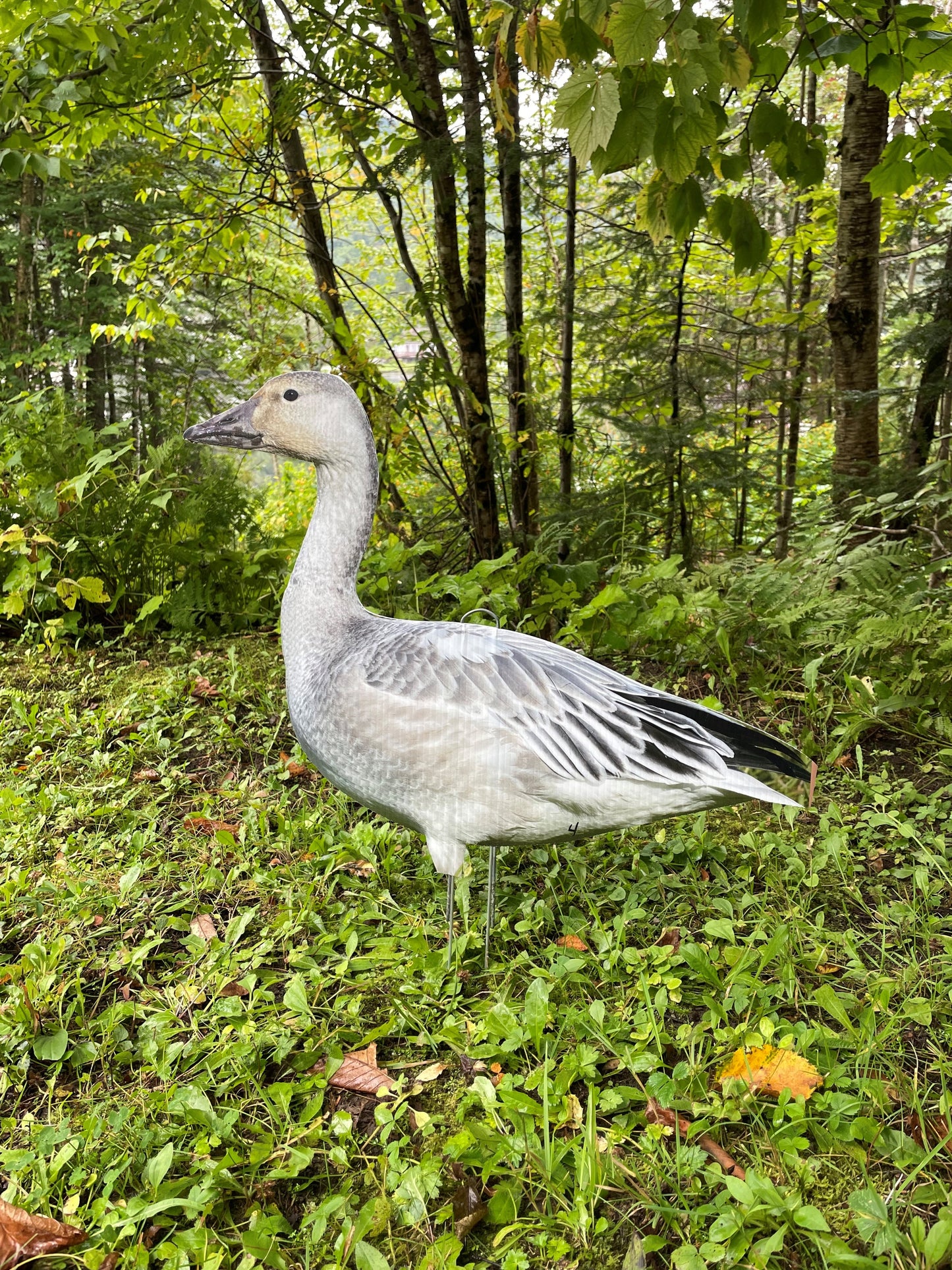 Goose hunting decoys - juvenile goose